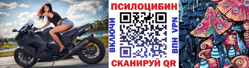 где продают   Южноуральск  Псилоцибиновые грибы Psilocybe 